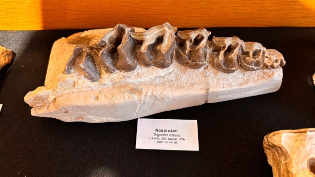 Máme zuby, ale nekoušeme